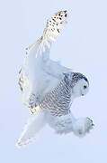 Snowy Owl