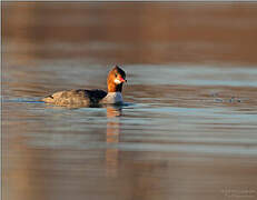 Common Merganser