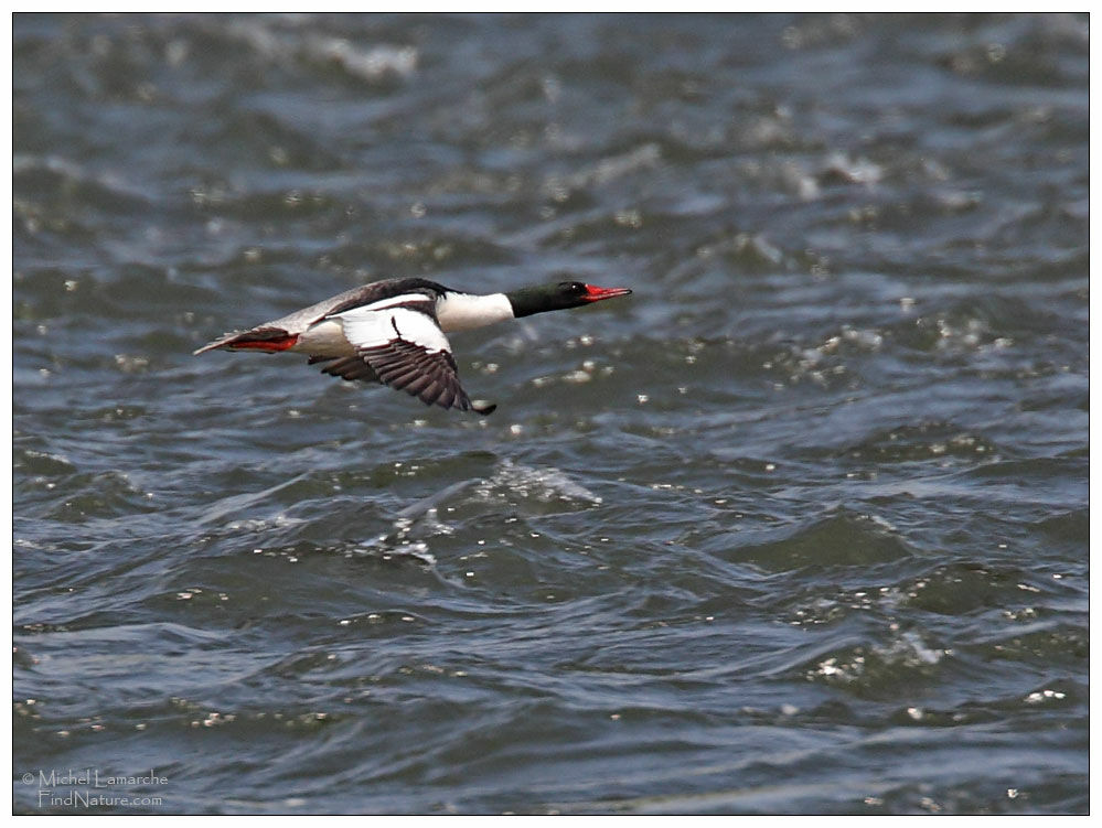 Common Merganser