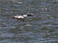 Common Merganser