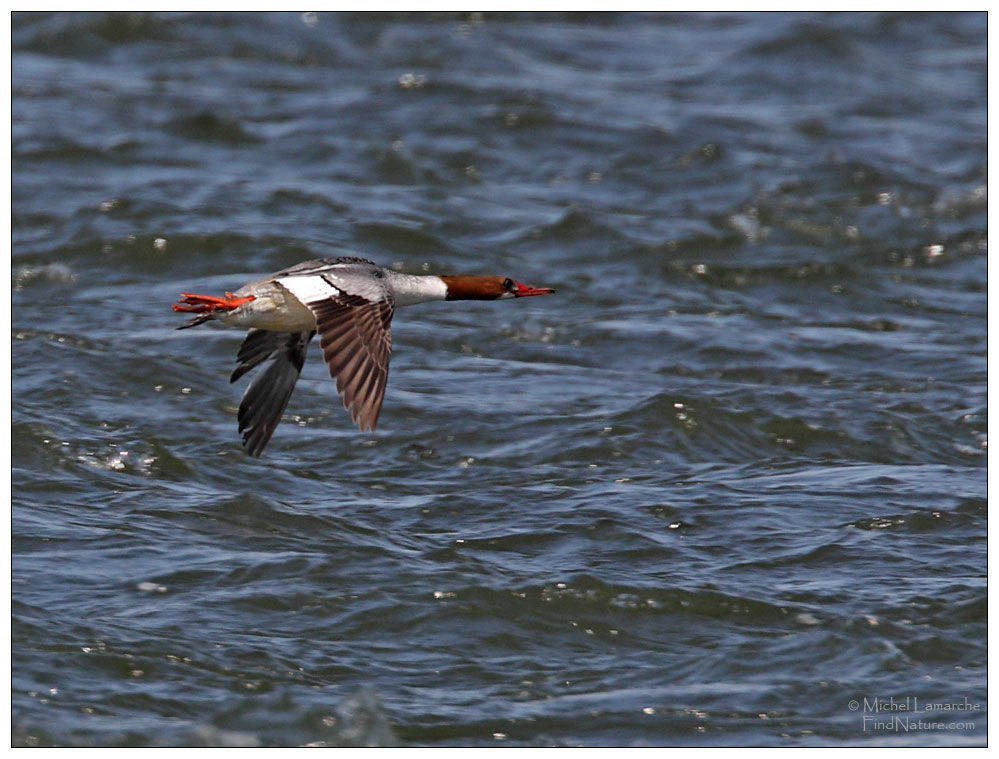 Common Merganser female, Flight