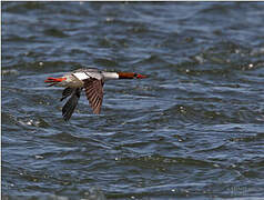 Common Merganser