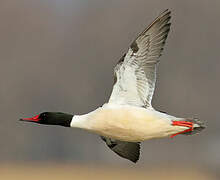 Common Merganser