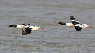 Common Merganser
