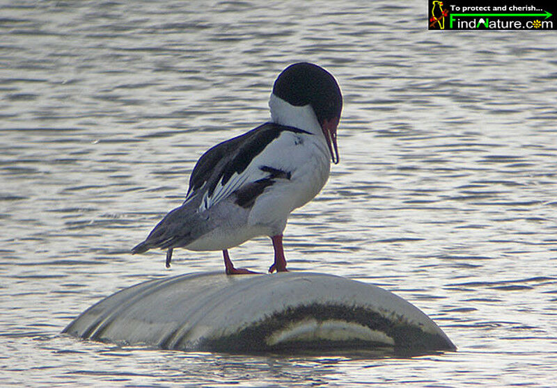 Common Merganser male adult