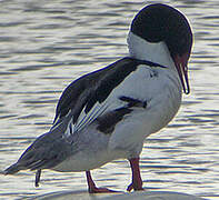 Common Merganser