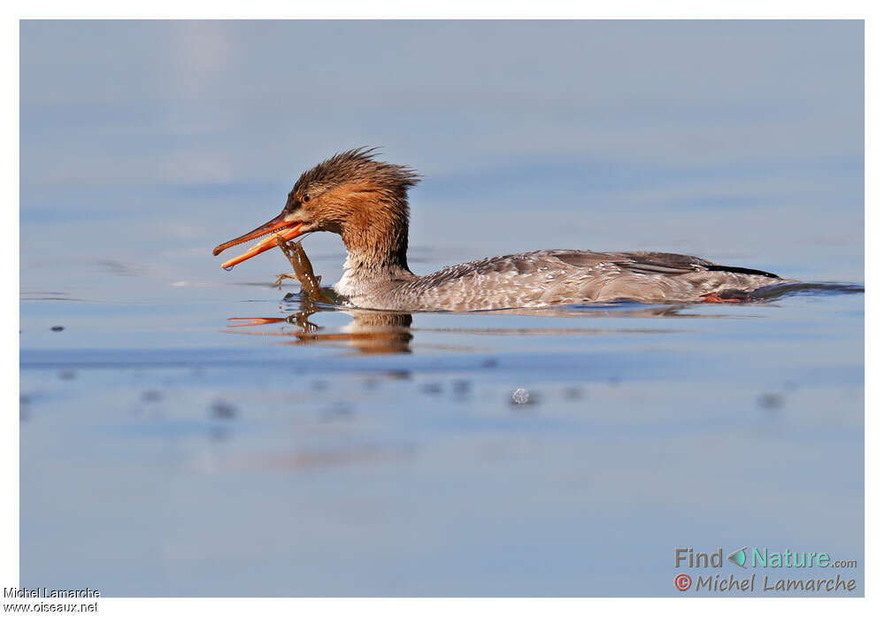 Common Merganserimmature, feeding habits, fishing/hunting