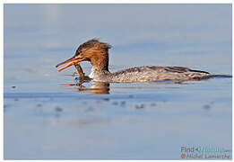 Common Merganser