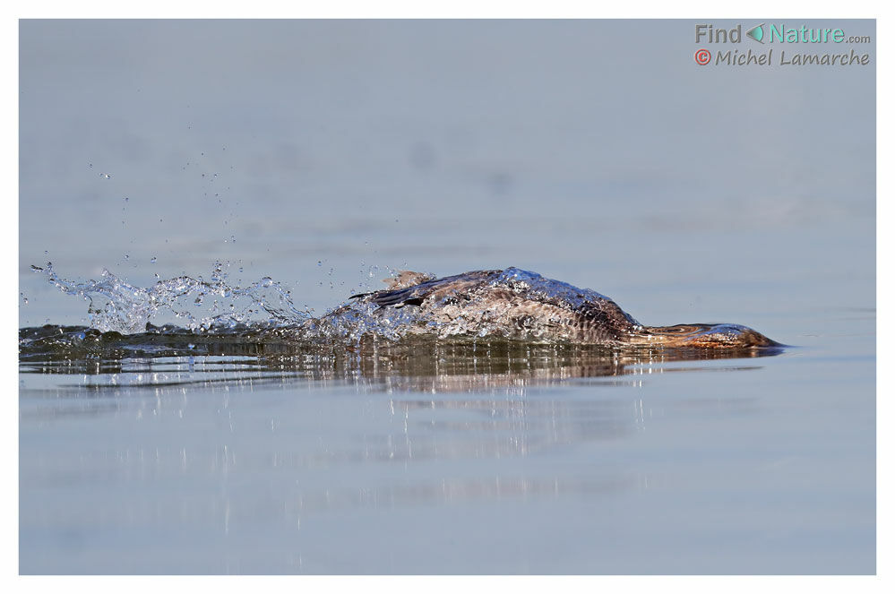 Common Merganser female, fishing/hunting