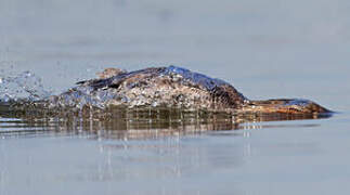 Common Merganser