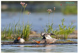 Common Merganser