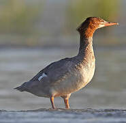 Common Merganser