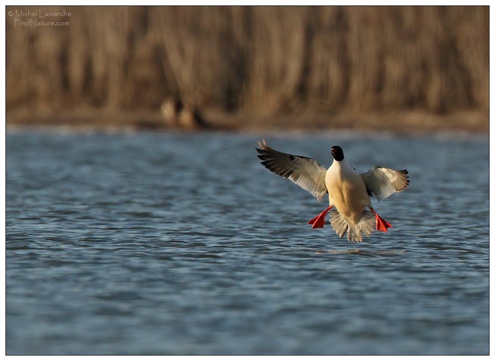 Common Merganser