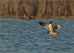 Common Merganser