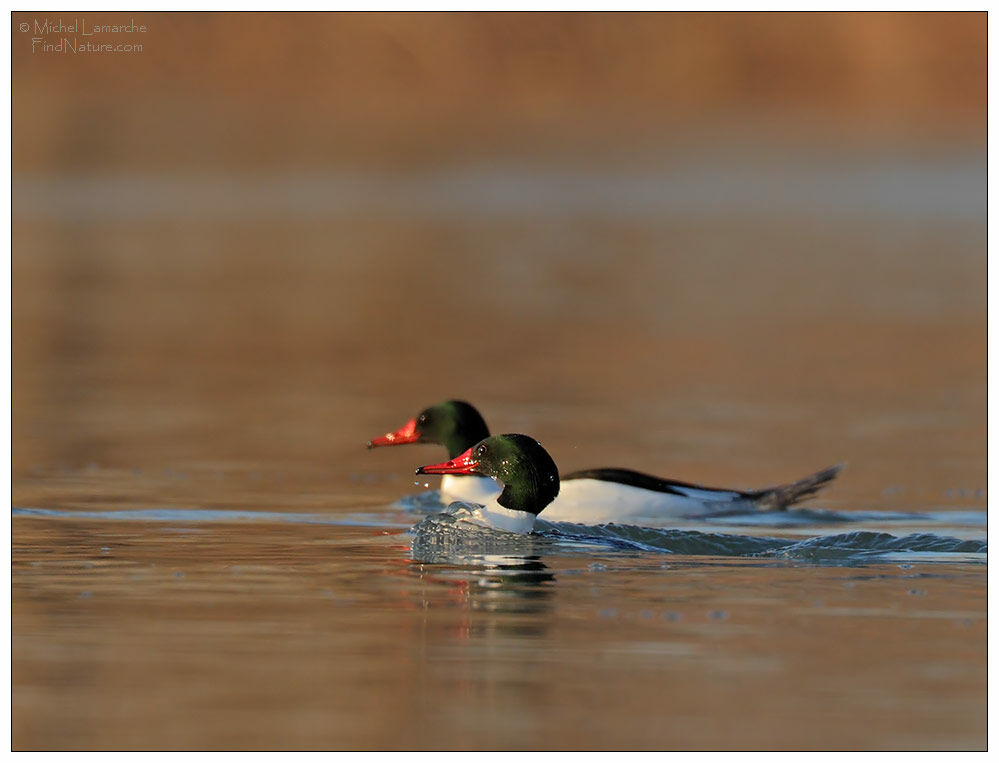 Common Merganser