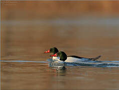 Common Merganser