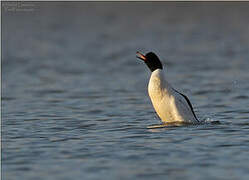 Common Merganser