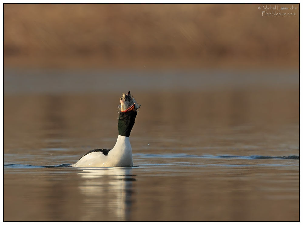 Common Merganser