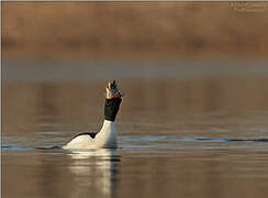 Common Merganser