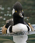 Hooded Merganser