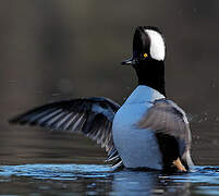 Hooded Merganser