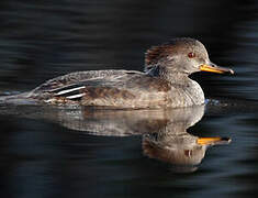 Hooded Merganser