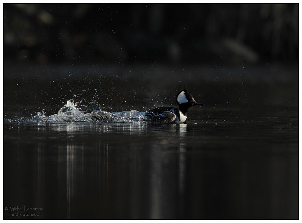 Hooded Merganser male adult