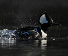 Hooded Merganser