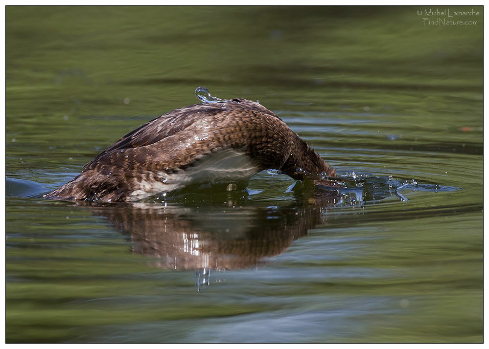 Hooded Merganser, Behaviour