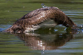 Hooded Merganser