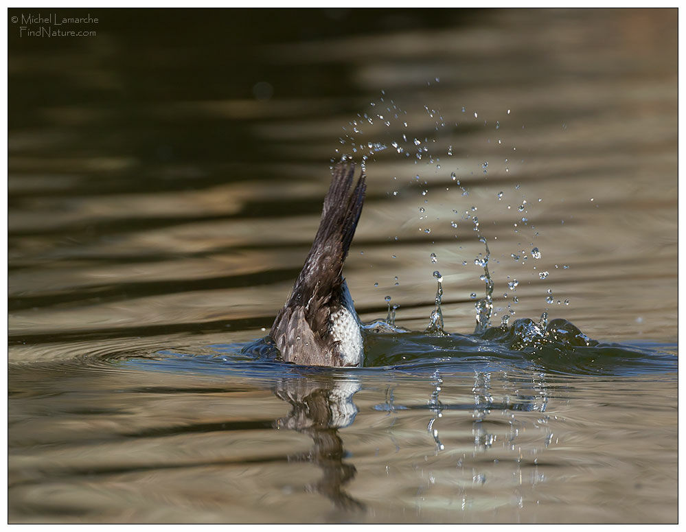 Hooded Merganser, Behaviour