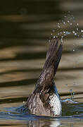 Hooded Merganser