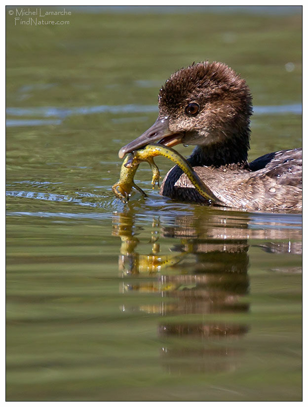 Hooded Merganser, Behaviour