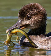 Hooded Merganser