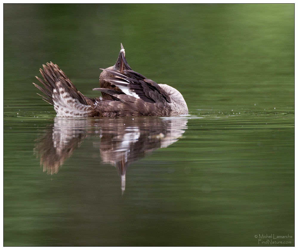 Hooded Merganser