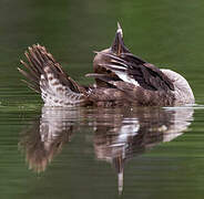 Hooded Merganser