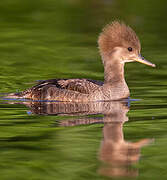 Hooded Merganser