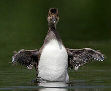 Hooded Merganser