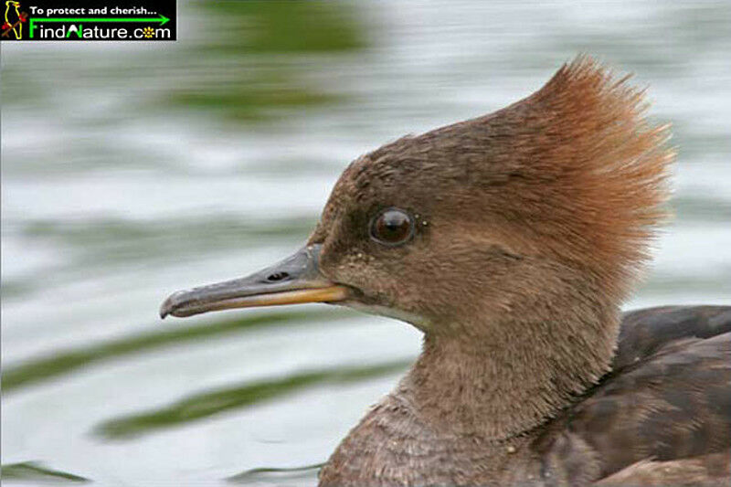 Hooded Merganser