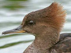 Hooded Merganser