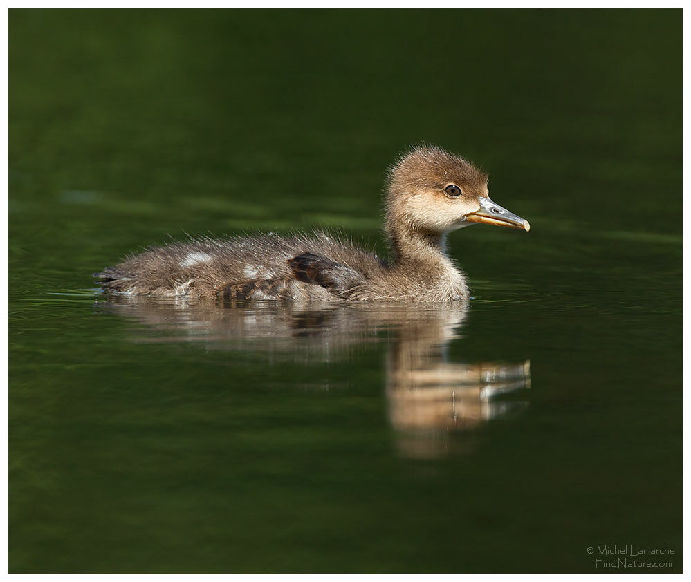 Hooded Merganserjuvenile