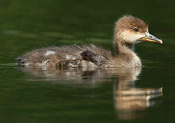 Hooded Merganser