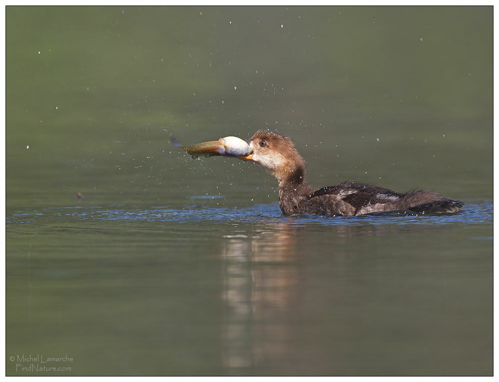 Hooded Merganserjuvenile, Behaviour