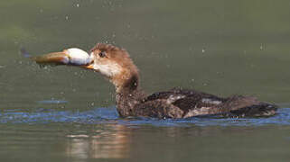 Hooded Merganser