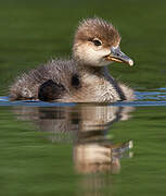 Hooded Merganser