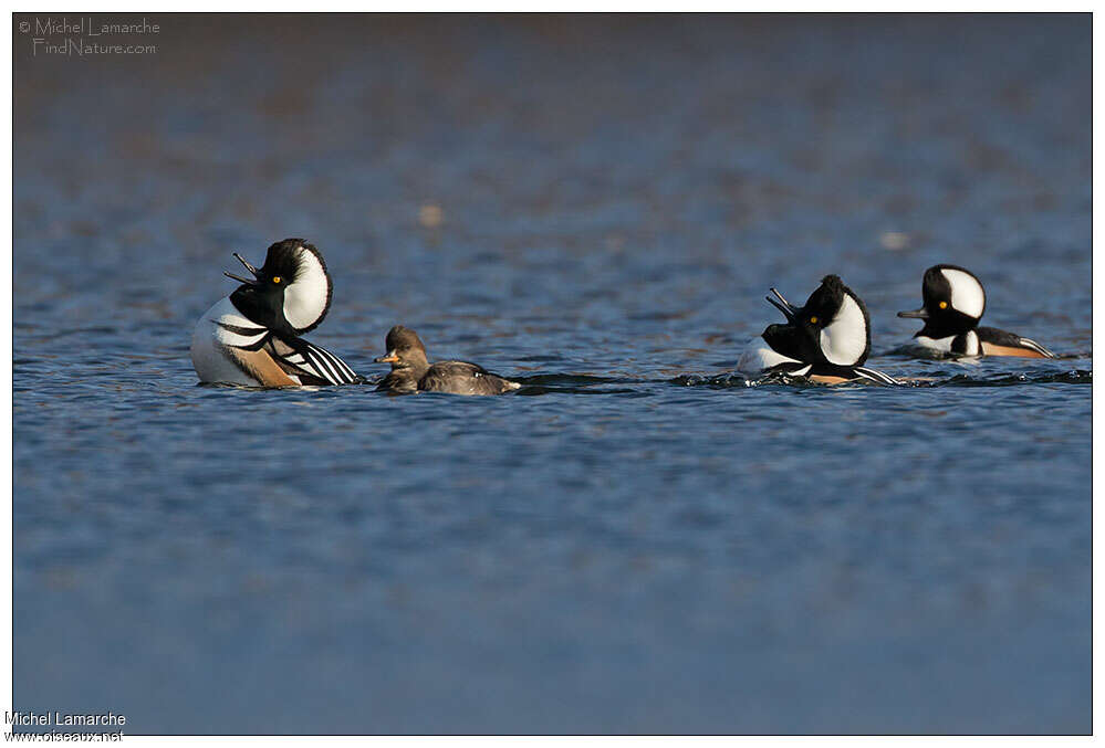 Hooded Merganseradult, Behaviour