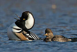 Hooded Merganser