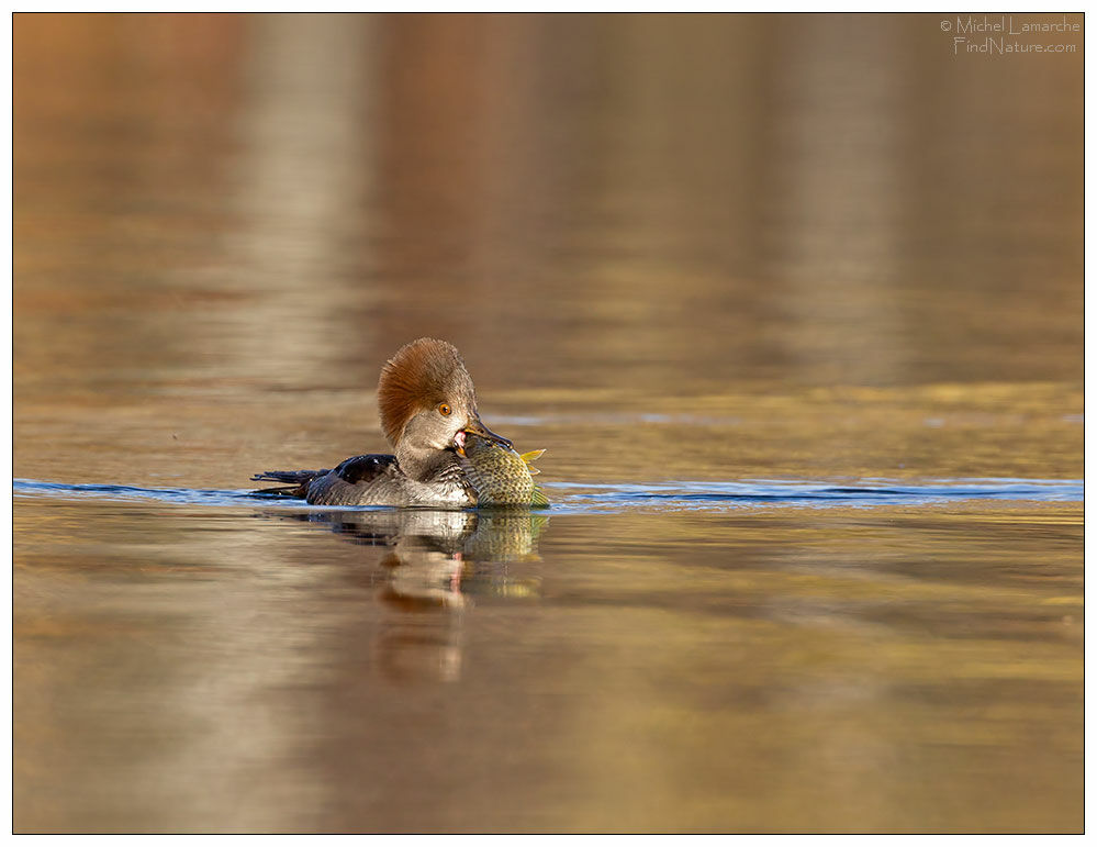 Hooded Merganser female