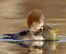 Hooded Merganser