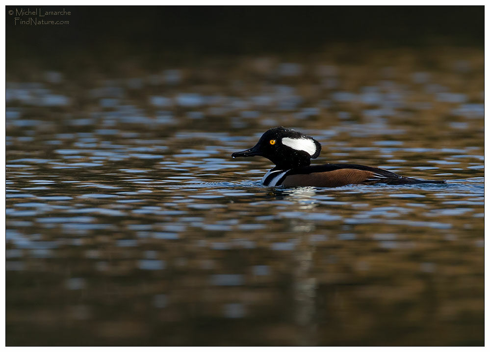 Hooded Merganser male adult